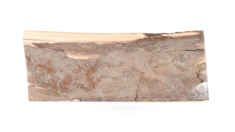 Concha de marfil de mamut fósil