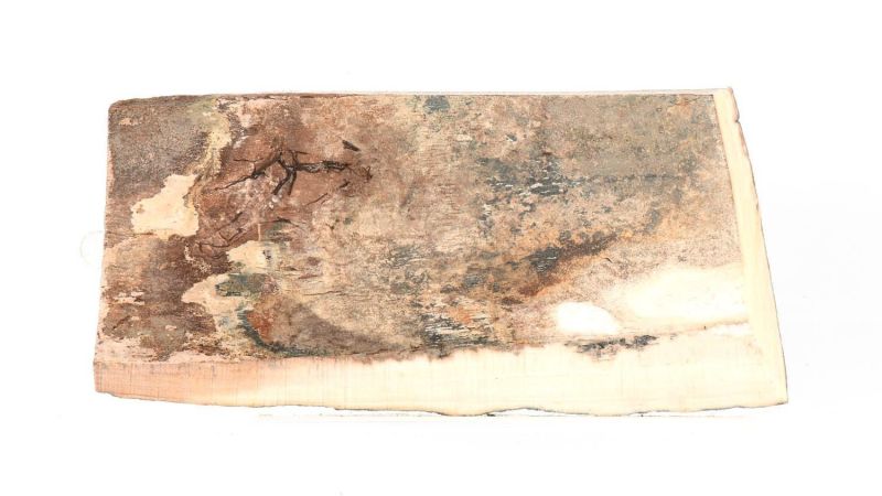 Concha de marfil de mamut fósil