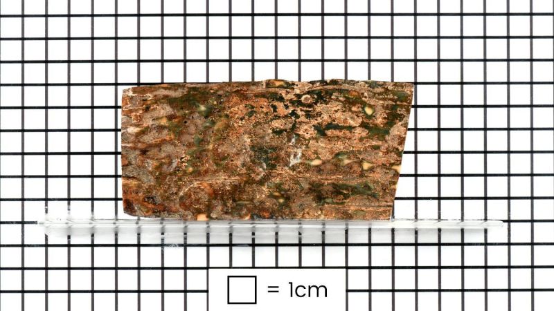 Concha de marfil de mamut fósil