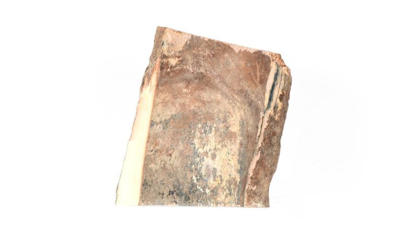 Concha de marfil de mamut fósil