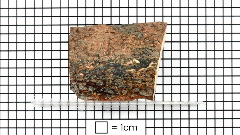 Fossile Mammut-Elfenbeinschale