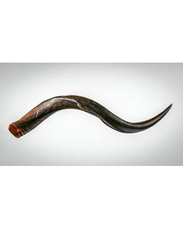 Horn des Großen Kudus