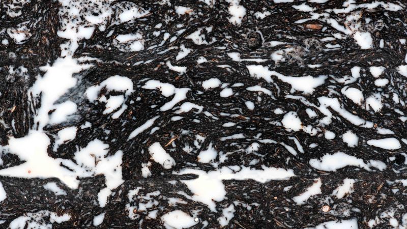 Manche de bouse de vache d'aubrac   - aspect tourbé