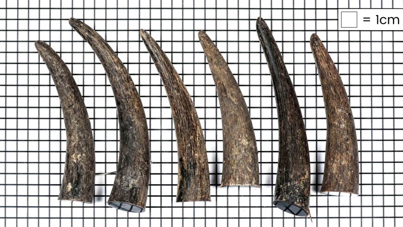 Zebu black tip: the resistant and aesthetic material for your creations