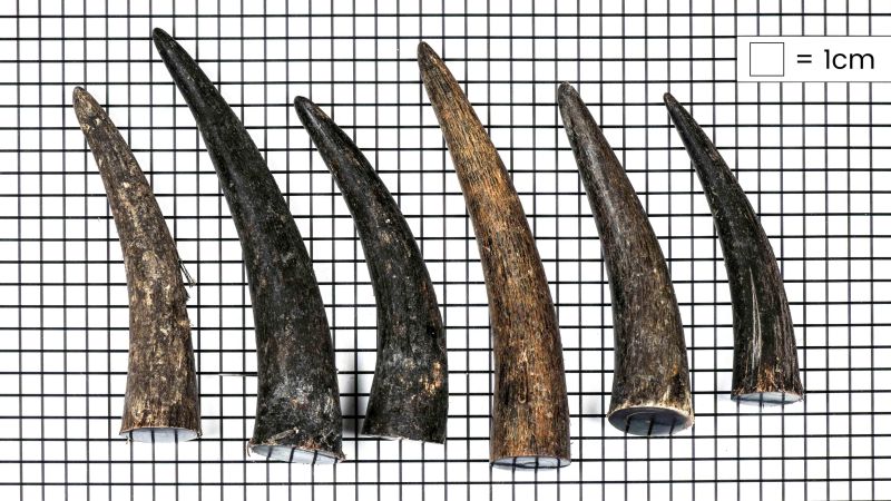 Punta negra Zebu: un material resistente y estético para sus creaciones