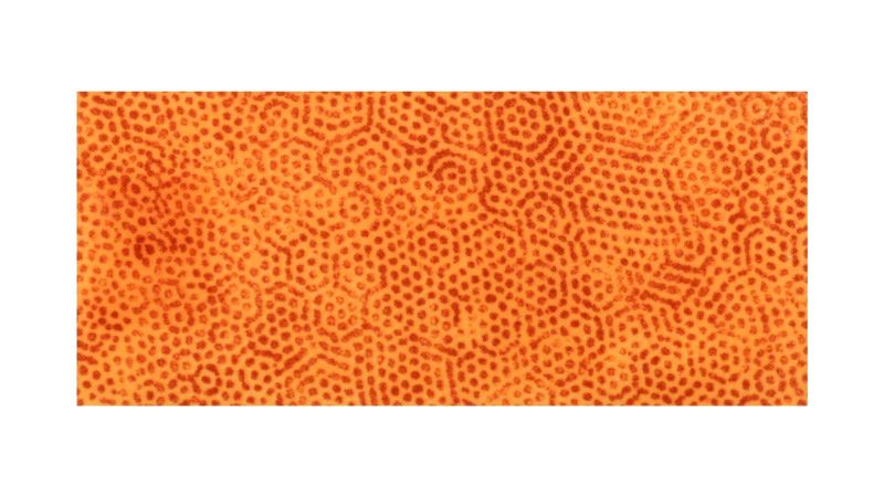 Plaque inclusionjungle