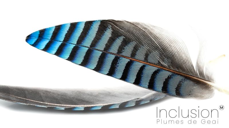 Plume de geai véritable qualité supérieure - Résine PMMA - made in France