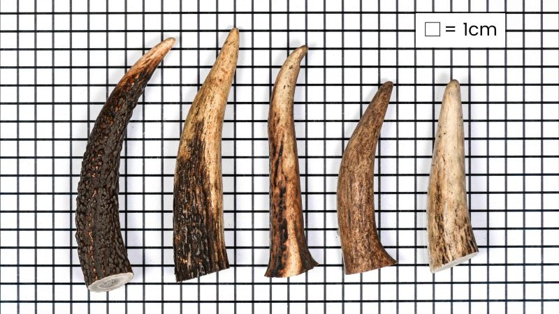 Lote de 5 estancas europeas de ciervo (10-15 cms)