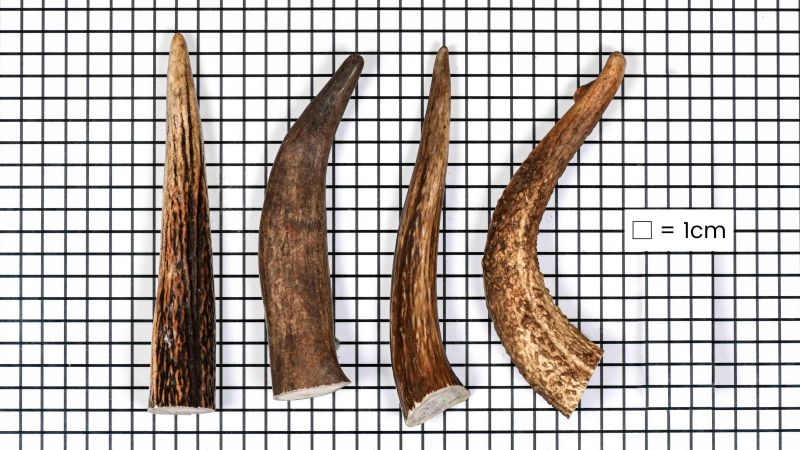 Lot de 4 andouillers de cerf européen ( + de 15 cms)