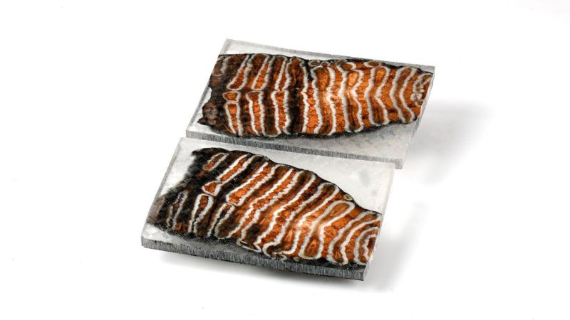 Mango de Molar de Mamut - Natural