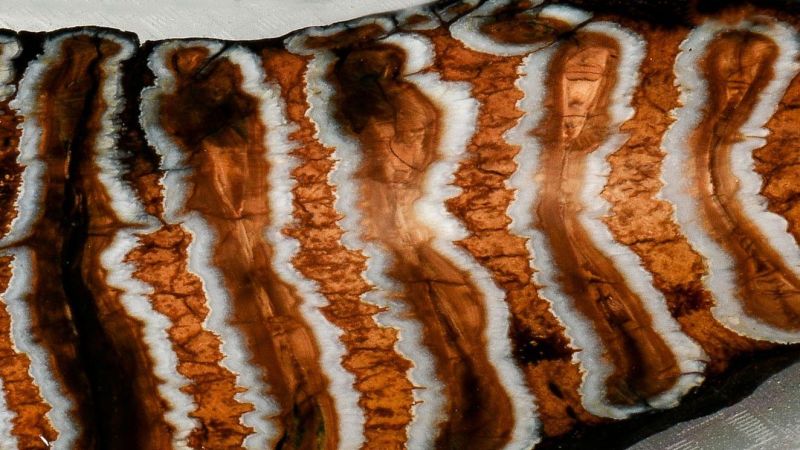 Mango de Molar de Mamut - Natural