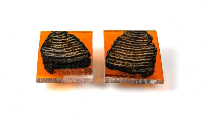 Mango de Molar de Mamut - Oro Estabilizado