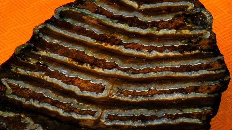 Manico di Molar di Mammut - Oro Stabilizzato