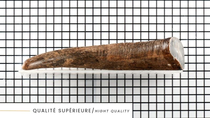 Superior Quality Blonde Buffalo Horn Tip
