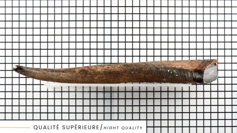 Superior Quality Blonde Buffalo Horn Tip