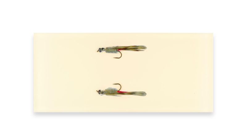 Echter Fischpilz - Französische Inklusion