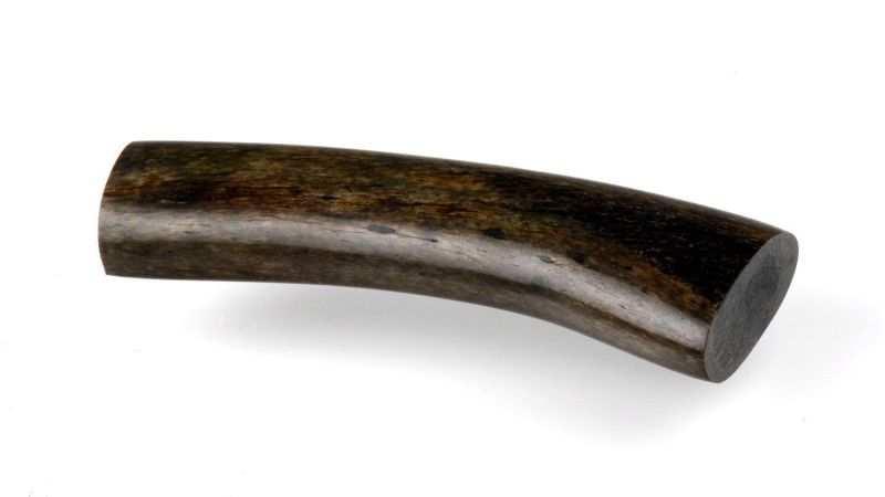 Tronçon de côte de Morse teinté - Nom latin : Odobenus rosmarus - Permis import. Europe : 17US16627C/9