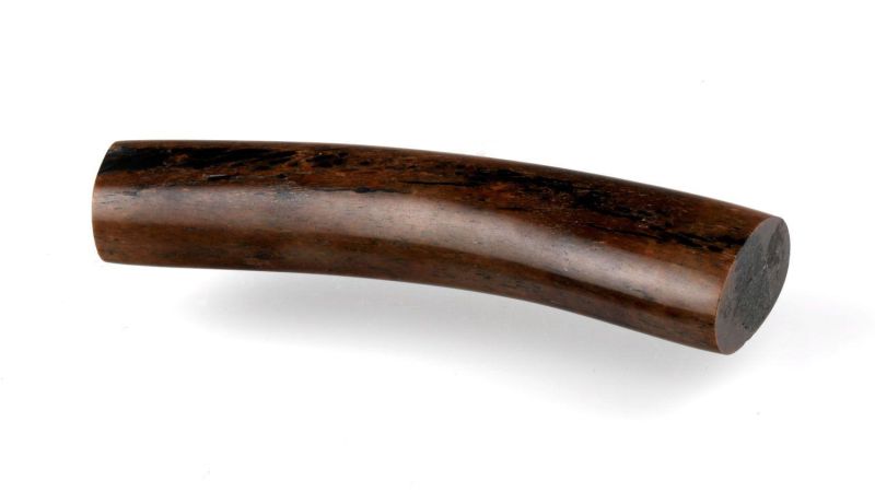 Tronçon de côte de Morse teinté - Nom latin : Odobenus rosmarus - Permis import. Europe : 17US16627C/9