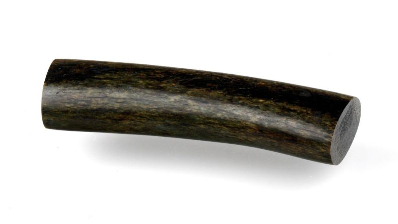 Tronco de Costilla de Morsa Teñido - Nombre latino: Odobenus rosmarus - Permiso de importación Europa: 17US16627C/9