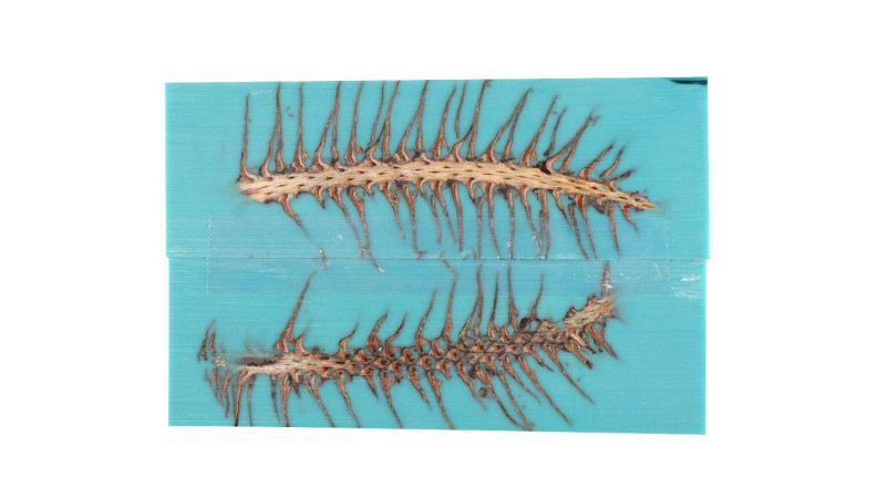 Mango en Inclusión de Piña de Pino - Resina Turquesa