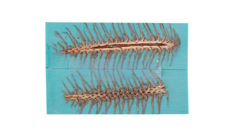 Manche en Inclusion de Pigne de Pin - résine turquoise