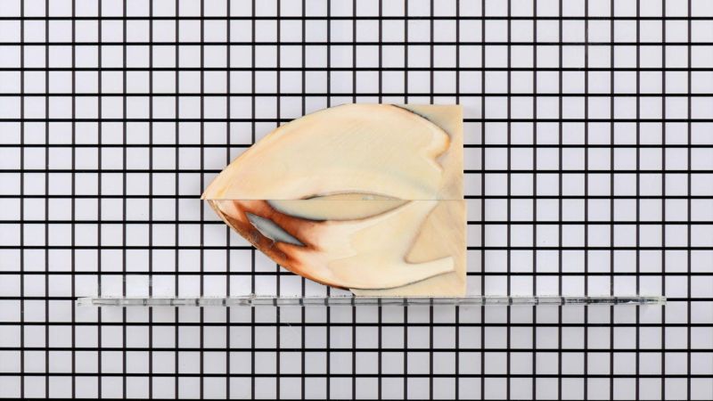 Stabilized warthog tusk handle - beige resin