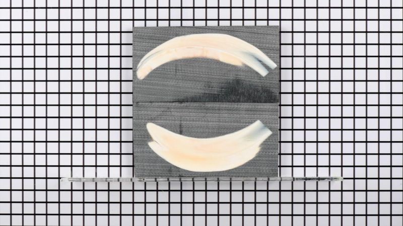 Mango de colmillo de facocero estabilizado sin pulir - resina negra