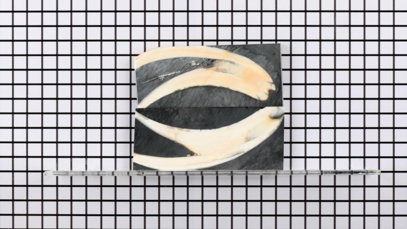 Manche de défense de Phacochère stabilisé - résine noire