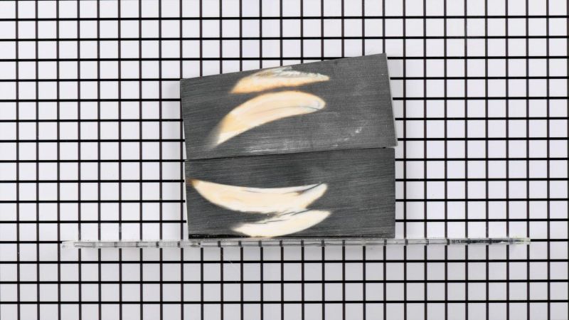 Mango de colmillo de facocero estabilizado - resina negra