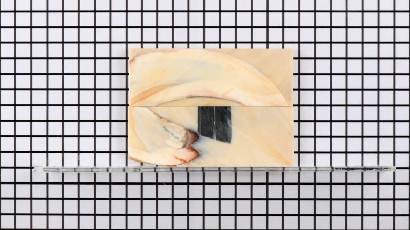 Manche de défense de Phacochère stabilisé - résine beige