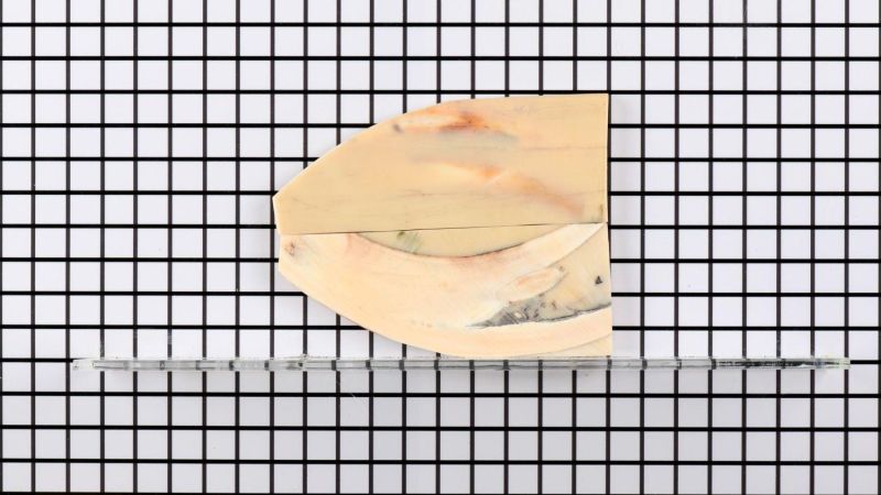 Manico in zanna di facocero stabilizzata - resina beige