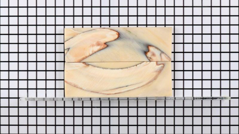 Manche de défense de Phacochère stabilisé - résine beige