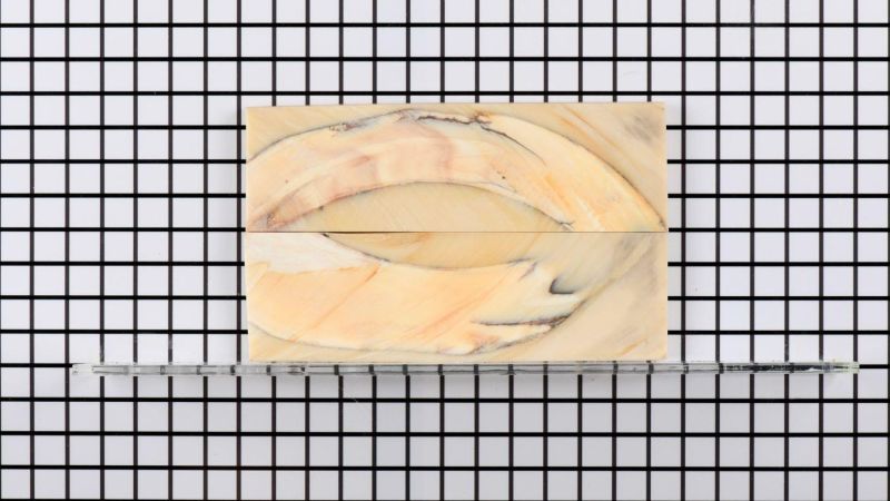 Manche de défense de Phacochère stabilisé - résine beige