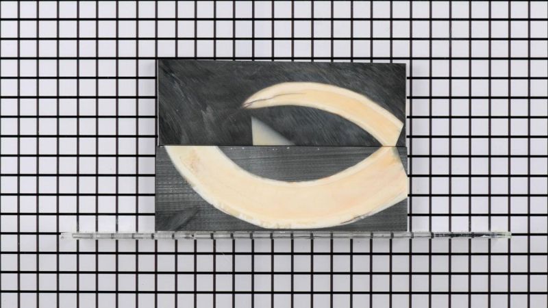 Manico in zanna di facocero stabilizzata - resina nera