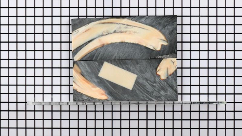 Manche de défense de Phacochère stabilisé - résine noire