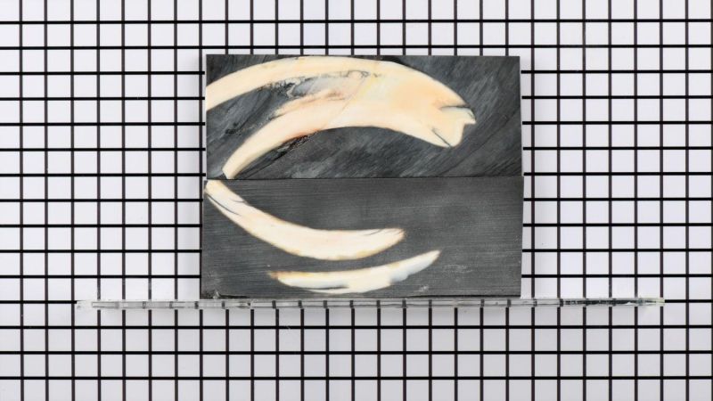 Manico in zanna di facocero stabilizzata - resina nera