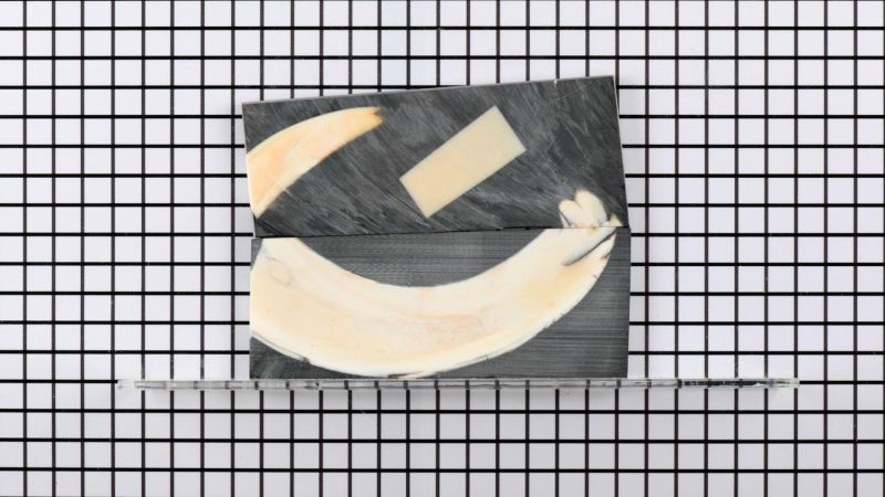 Mango de colmillo de facocero estabilizado - resina negra