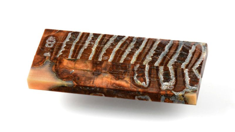 Manico di Molar di Mammut Stabilizzato