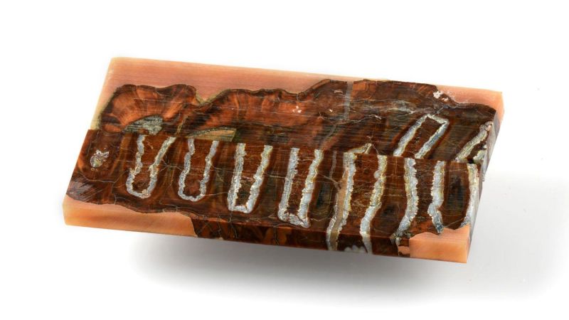 Manico di Molar di Mammut Stabilizzato