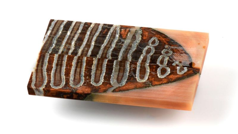 Manico di Molar di Mammut Stabilizzato