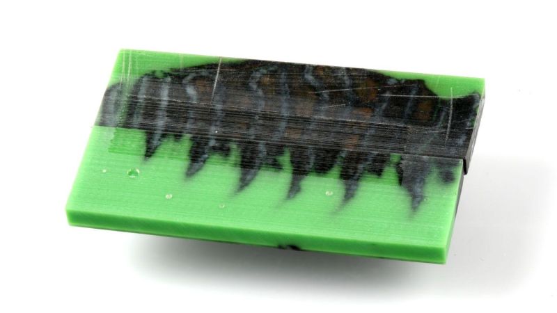 Manico di Molar di Mammut Stabilizzato