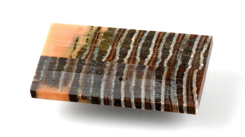 Manico di Molar di Mammut Stabilizzato