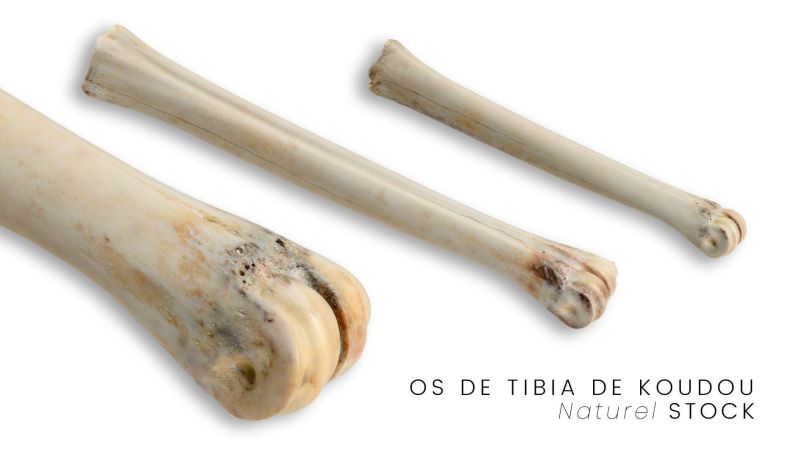 Tibia de Koudou Estabilizada - Multicolor - África del Sur