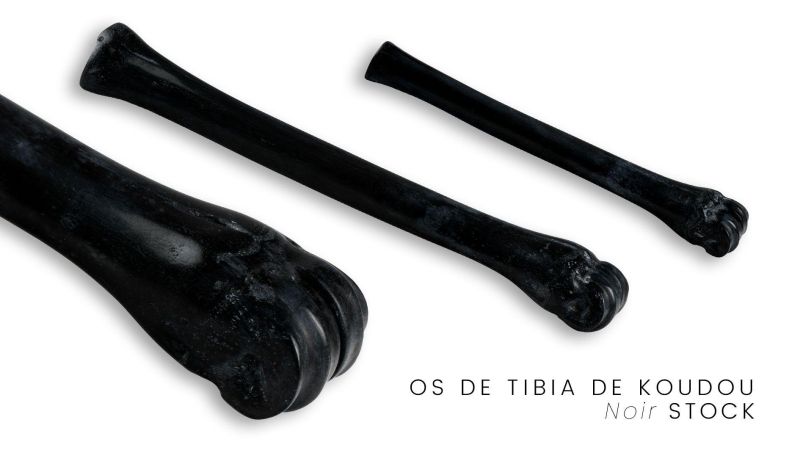 Stabilized Kudu Tibia - Multi-color - South Africa