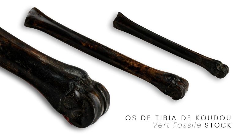 Tibia de Koudou Estabilizada - Multicolor - África del Sur