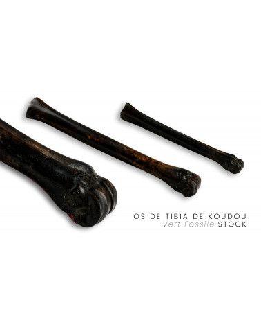 Tibia de Koudou Stabilisé - multi-couleur - Afrique du Sud