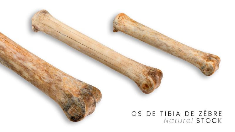 Tibia di Zebra Stabilizzata - Multicolore - Sudafrica