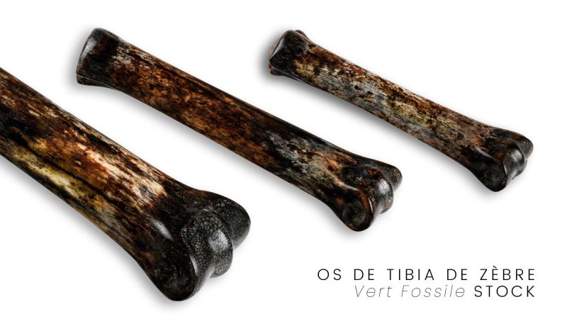 Tibia de Zébre Stabilisé - multi-couleur - Afrique du Sud