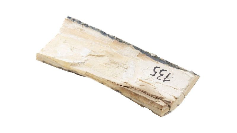 Concha de marfil de mamut