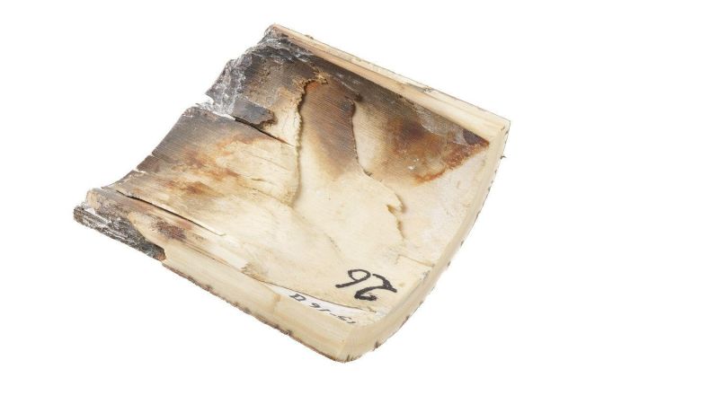 Coque ivoire de mammouth